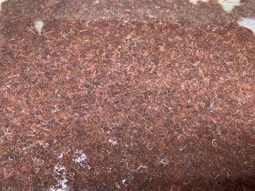 Hər növ ölçüdə və növdə balıq üçün ideal diri yem Truboçnik. 100 qramı lalafo.az -da Hər növ ölçüdə və növdə balıq üçün ideal diri yem Truboçnik. 100 qramı