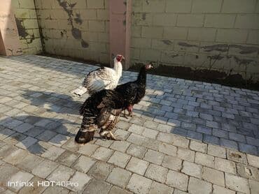 Erkək, Ətlik, Ünvandan götürmə lalafo.az -da Erkək, Ətlik, Ünvandan götürmə