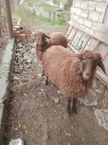 Quzular satilir ikside erkekdi saglam heyvanlardi.unvan Mastaga lalafo.az -da Quzular satilir ikside erkekdi saglam heyvanlardi.unvan Mastaga