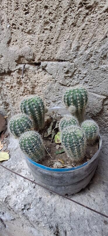 Kaktus kompozisiyası – çoxnöqtəli sferik tipli (Echinopsis/Parodia lalafo.az -da Kaktus kompozisiyası – çoxnöqtəli sferik tipli (Echinopsis/Parodia