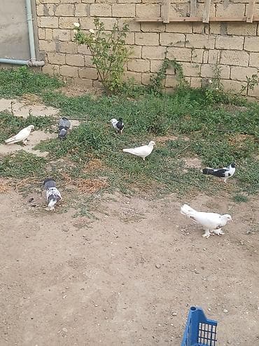 Təcili satiram 7əd quşdu 1 yumurta üsdə yatr real alicilar yiqsin at lalafo.az Təcili satiram 7əd quşdu 1 yumurta üsdə yatr real alicilar yiqsin