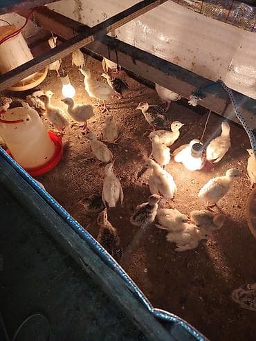 Kanada Ağ Amerikan bronzo hindusqa, qirmizi hindusqa balaları satılır lalafo.az -da Kanada Ağ Amerikan bronzo hindusqa, qirmizi hindusqa balaları satılır