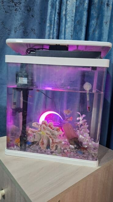 Dördbucaq akvarium, Balıqlarla birlikdə, 50 l lalafo.az -da Dördbucaq akvarium, Balıqlarla birlikdə, 50 l