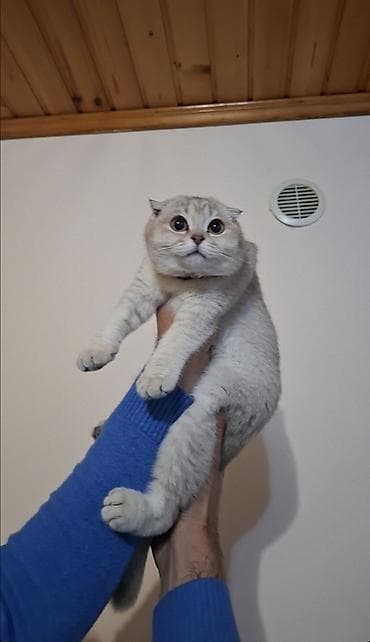 Britan lalafo.az -da Britan