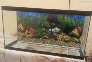 Dördbucaq akvarium, Boş, 25 l, Ünvandan götürmə, Ödənişli çatdırılma lalafo.az -da Dördbucaq akvarium, Boş, 25 l, Ünvandan götürmə, Ödənişli çatdırılma