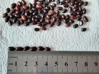 Удобрения: Angustifolia Peony Toxumları
1 ədəd 20 qəpik at lalafo.az — 8 Удобрения: Angustifolia Peony Toxumları
1 ədəd 20 qəpik — 8