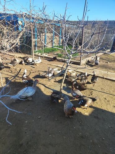 Lal ordekler erkekler 50 manat disiler 35 manat . unvan turkan savxoz lalafo.az -da Lal ordekler erkekler 50 manat disiler 35 manat . unvan turkan savxoz