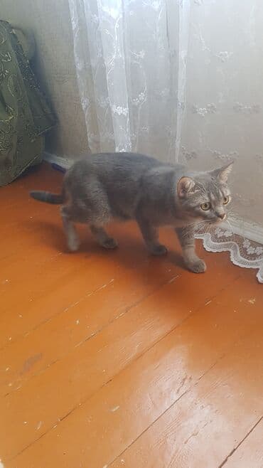 Şotland, Erkək, Yaxşı əllərə, Ünvandan götürmə lalafo.az -da Şotland, Erkək, Yaxşı əllərə, Ünvandan götürmə