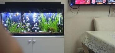 Böyük ölçülü, şüşə akvarium komplekti uzunluğu 1 hündür 50 eni 25 - lalafo.az -da Böyük ölçülü, şüşə akvarium komplekti uzunluğu 1 hündür 50 eni 25 -