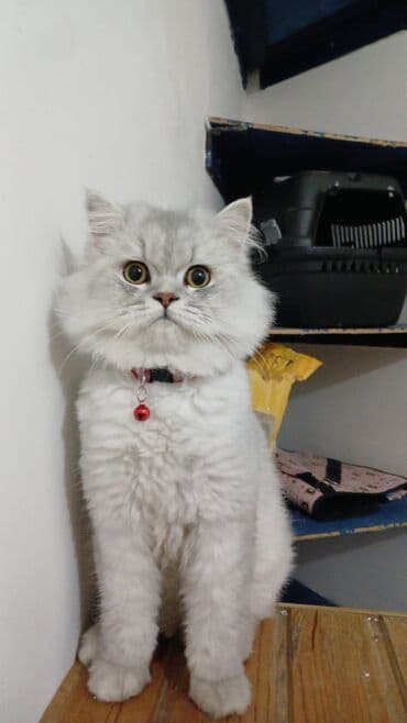 Şinşilla, Erkək, Cütləşmə üçün, Pulsuz çatdırılma lalafo.az -da Şinşilla, Erkək, Cütləşmə üçün, Pulsuz çatdırılma