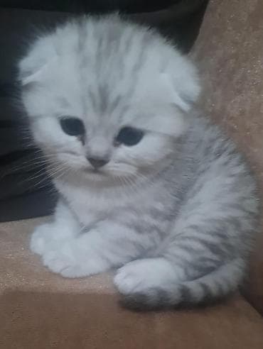 Şotland yastı qulaq lalafo.az -da Şotland yastı qulaq