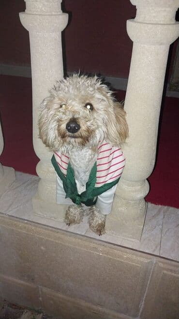 It satılır balacadır lalafo.az -da It satılır balacadır