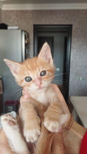 Yaxşı əllərə, Ünvandan götürmə lalafo.az -da Yaxşı əllərə, Ünvandan götürmə