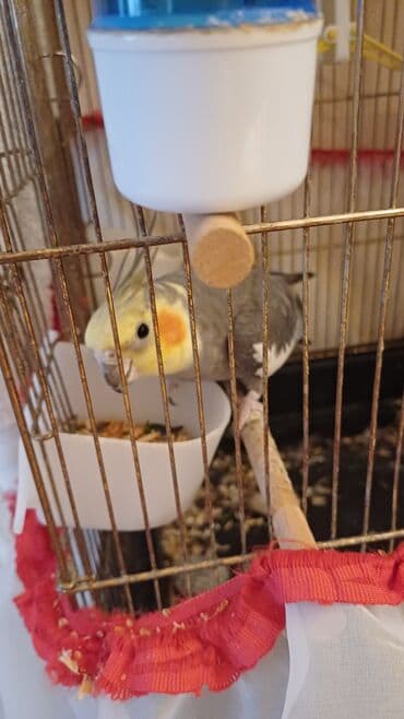 Nimfa (cockatiel) papağanı qəfəs və aksesuarları ilə - Növ: Nimfa lalafo.az -da Nimfa (cockatiel) papağanı qəfəs və aksesuarları ilə - Növ: Nimfa