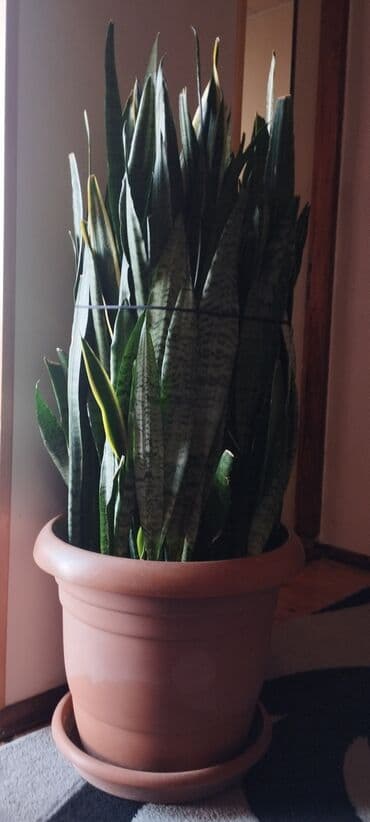 Sansevieriya bitkisi 6 ədəddir böyükun hündürlüyü 1.30 (60 AZN) 5 lalafo.az -da Sansevieriya bitkisi 6 ədəddir böyükun hündürlüyü 1.30 (60 AZN) 5