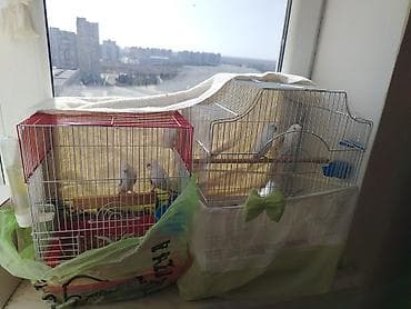 Bir cüt hazır bala veren cutlukdu bir cutde 4 aylıq cutlukdu erkeyi lalafo.az -da Bir cüt hazır bala veren cutlukdu bir cutde 4 aylıq cutlukdu erkeyi