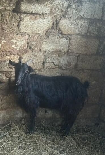 Super kok keci vacapa yazin yigin lalafo.az -da Super kok keci vacapa yazin yigin