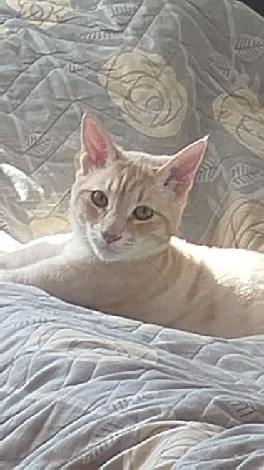 Yaxşı əllərə lalafo.az -da Yaxşı əllərə