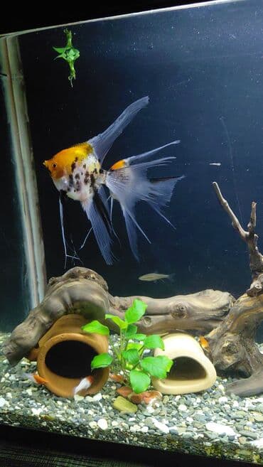 Mələk balığı (skalyari), Sülhsevər lalafo.az -da Mələk balığı (skalyari), Sülhsevər