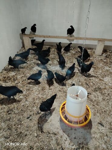 Ayam Cemani . Özü qara əti qara . Satışda yalnız mayalı yumurtalardır lalafo.az -da Ayam Cemani . Özü qara əti qara . Satışda yalnız mayalı yumurtalardır