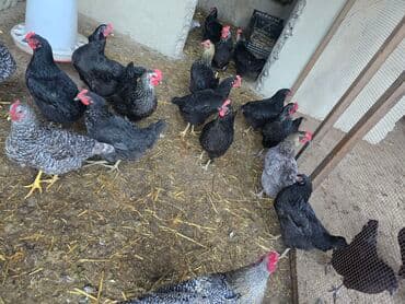 Xarkov Avstralop toyuqları 21 ədəddir fərə 20 xoruz 25 azn toplam alan lalafo.az -da Xarkov Avstralop toyuqları 21 ədəddir fərə 20 xoruz 25 azn toplam alan