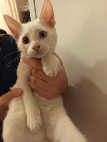 Yaxşı əllərə lalafo.az -da Yaxşı əllərə