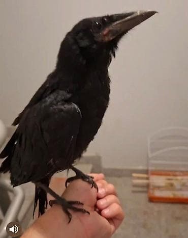 Qara qarğa – ağıllı və əhliləşdirilə bilən quş - Növ: qarğa (Corvus) at lalafo.az Qara qarğa – ağıllı və əhliləşdirilə bilən quş - Növ: qarğa (Corvus)