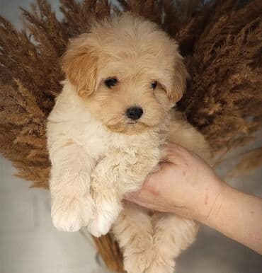 Pudel, 2 ay, Dişi, Sənədli lalafo.az -da Pudel, 2 ay, Dişi, Sənədli