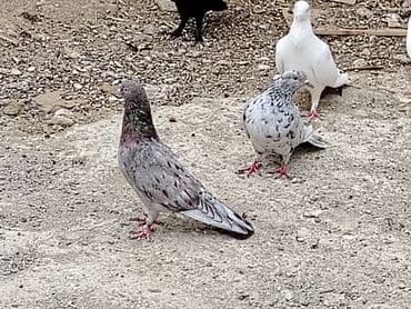 Salam ebres erkeydi qiymet 10manat qiymete gore narahat elemeyin unvan lalafo.az -da Salam ebres erkeydi qiymet 10manat qiymete gore narahat elemeyin unvan