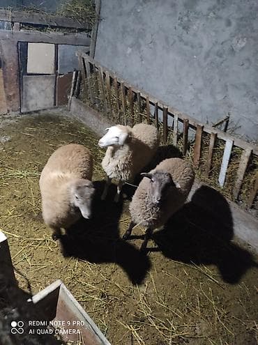 Dişi, il: 4, 20 kq, Ətlik lalafo.az -da Dişi, il: 4, 20 kq, Ətlik