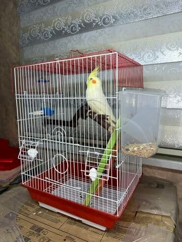 Сёдла: Korella quşu. 4 aylıqdır, ələ tam örgəşib, 2 söz bilir, Babacık və at lalafo.az — 2 Сёдла: Korella quşu. 4 aylıqdır, ələ tam örgəşib, 2 söz bilir, Babacık və — 2