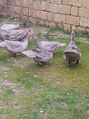 60 ədəd var
heyvanlar təmiz Qandi yerində baxa bilersiz lalafo.az -da 60 ədəd var
heyvanlar təmiz Qandi yerində baxa bilersiz