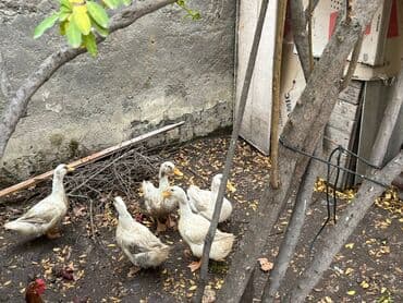 Рыба и морепродукты: Məhsul: Ev şəraitində bəslənmiş kuban cinsi ördəklər ünvan Ramana at lalafo.az — 1 Рыба и морепродукты: Məhsul: Ev şəraitində bəslənmiş kuban cinsi ördəklər ünvan Ramana — 1