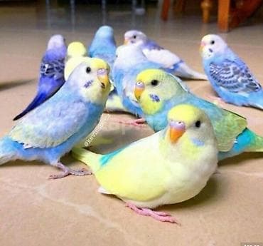 Salam kompaniya bir cüt tutuquşu 🐦 valnisi, bir təzə qəfəs, bir aylıq lalafo.az -da — 1 Salam kompaniya bir cüt tutuquşu 🐦 valnisi, bir təzə qəfəs, bir aylıq — 1