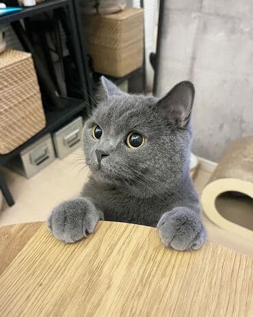 Şotland, Erkək, Yaxşı əllərə, Ünvandan götürmə, Pulsuz çatdırılma lalafo.az -da Şotland, Erkək, Yaxşı əllərə, Ünvandan götürmə, Pulsuz çatdırılma