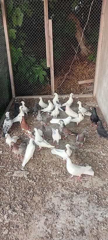 Tutulma quşdar satilri 30 yaxsın quşdu saǧlam quşdardi hamsi 400 lalafo.az -da Tutulma quşdar satilri 30 yaxsın quşdu saǧlam quşdardi hamsi 400