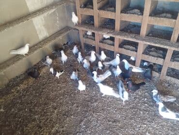 Damazdig heyvanlardi Novxanda sağlam heyvanlardi 050 587 55 90 lalafo.az -da Damazdig heyvanlardi Novxanda sağlam heyvanlardi 050 587 55 90