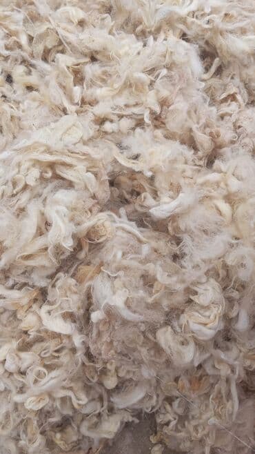 Yuyulub didilmis ter temiz yun Real alici sehifedeki nomreyle elaqe lalafo.az -da Yuyulub didilmis ter temiz yun Real alici sehifedeki nomreyle elaqe