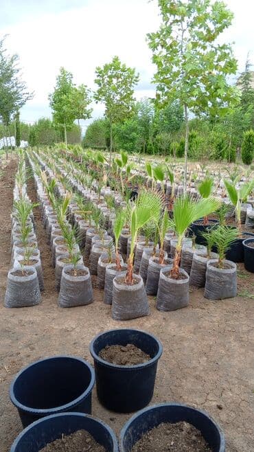 Salam Vaşiqton Palma və Finik lalafo.az -da Salam Vaşiqton Palma və Finik