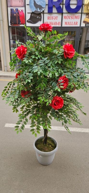 Другие растения: 90 man baslayan qiymetler yagisa gunese davamli suni agaclar at lalafo.az — 1 Другие растения: 90 man baslayan qiymetler yagisa gunese davamli suni agaclar — 1