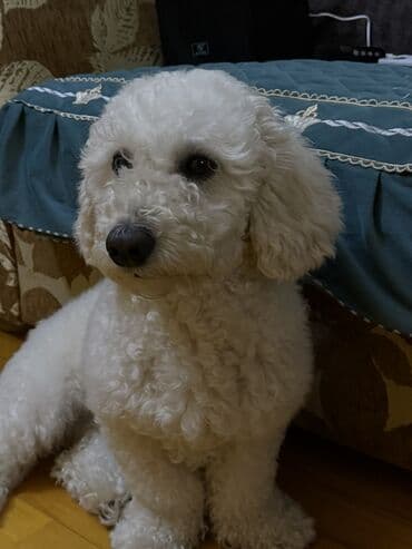 Pudel lalafo.az -da Pudel