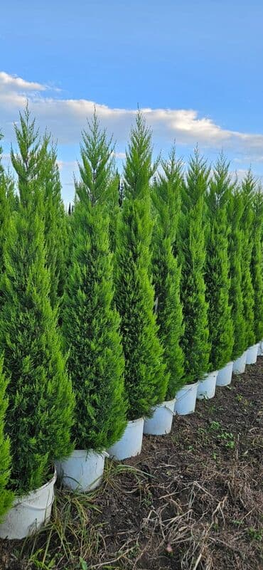 Limonnu yolkalar 10 azdan baslayan qiymətlərlə istənilən ölçüdə lalafo.az -da Limonnu yolkalar 10 azdan baslayan qiymətlərlə istənilən ölçüdə