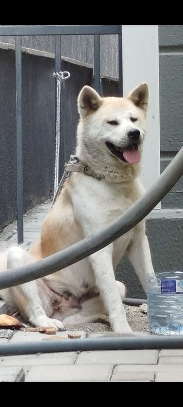 Akita-inu, 2 il, Dişi, Peyvəndli, Ünvandan götürmə lalafo.az -da Akita-inu, 2 il, Dişi, Peyvəndli, Ünvandan götürmə