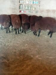 Qara yunlu qoyun sürüsü - Növ: Xırdabuynuzlu heyvan, qoyun - Rəng lalafo.az -da Qara yunlu qoyun sürüsü - Növ: Xırdabuynuzlu heyvan, qoyun - Rəng