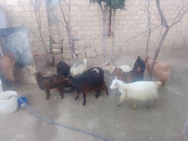 Satılır – xırda təsərrüfat üçün keçilər qrupu - Növ: yerli qarışıq lalafo.az -da Satılır – xırda təsərrüfat üçün keçilər qrupu - Növ: yerli qarışıq