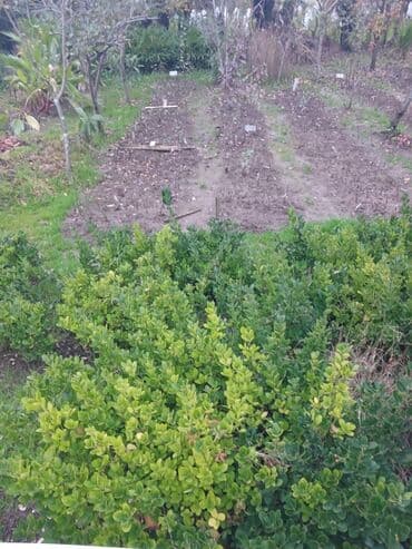 Bitki dərmanları: Məhsul: Fidanlar və landşaft üçün dekorativ bitkilər Təsvir: - lalafo.az -da — 10 Bitki dərmanları: Məhsul: Fidanlar və landşaft üçün dekorativ bitkilər Təsvir: - — 10