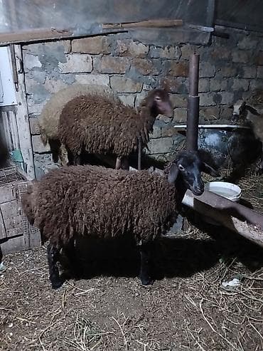 Qoyunlar – yerli cins, tünd-qəhvəyi yunu Məhsul təsviri: - Şəkillərdə lalafo.az -da Qoyunlar – yerli cins, tünd-qəhvəyi yunu Məhsul təsviri: - Şəkillərdə