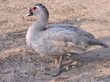 Варенье: Lal ördəklər satılır qiymət saya və cinsinə görə dəyişir at lalafo.az — 3 Варенье: Lal ördəklər satılır qiymət saya və cinsinə görə dəyişir — 3