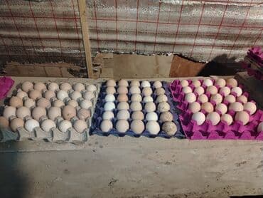 Ləpələr: Xarkov toyuqların çüçə və yumurta satışı olur yumurta 80 qəpik çüçəsi lalafo.az -da — 1 Ləpələr: Xarkov toyuqların çüçə və yumurta satışı olur yumurta 80 qəpik çüçəsi — 1
