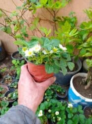 Murano çiyələk stilləri satılır .ilboyu məhsul dərmey olur .isdixana lalafo.az -da Murano çiyələk stilləri satılır .ilboyu məhsul dərmey olur .isdixana